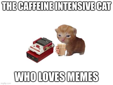 cats and caffeine photos|cats and caffeine facebook.